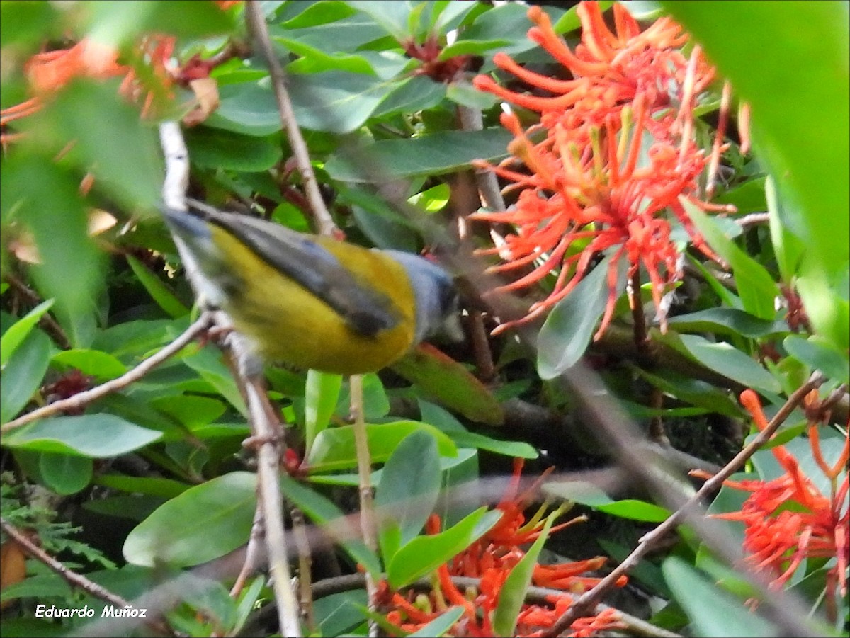 Patagonian Sierra Finch - ML646349891