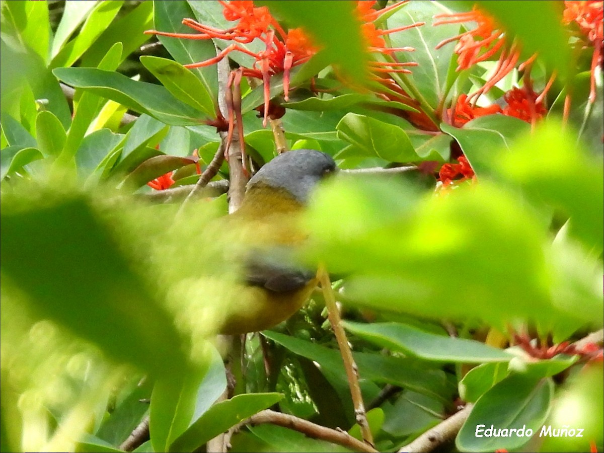 Patagonian Sierra Finch - ML646349892