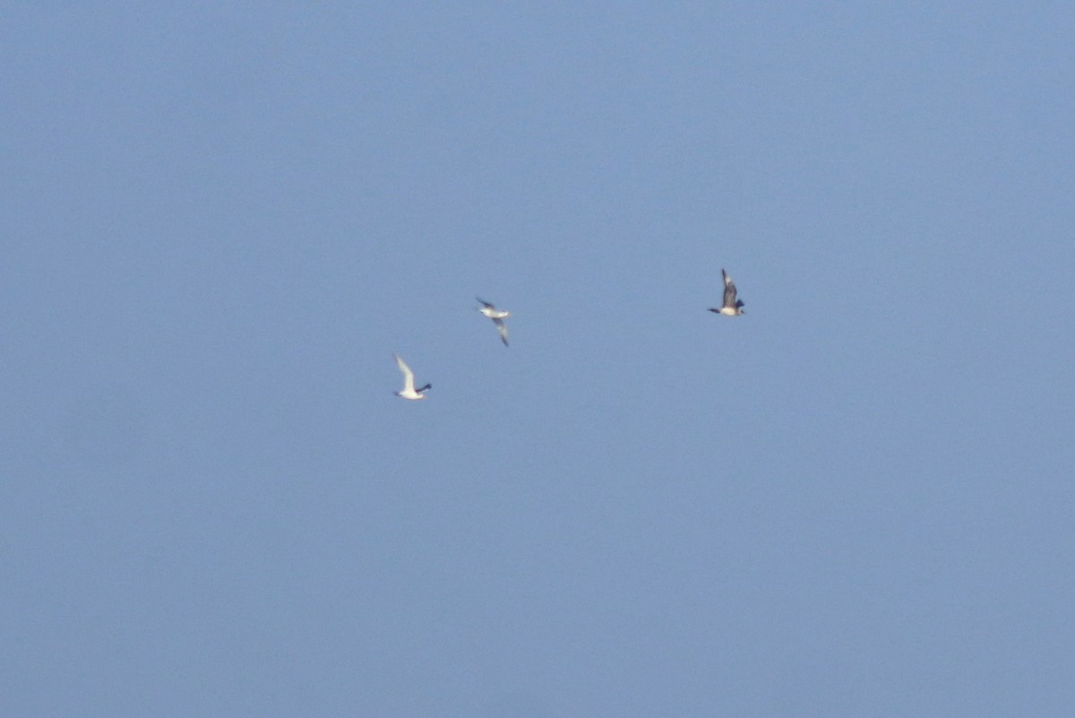 páv korunkatý - ML646349895