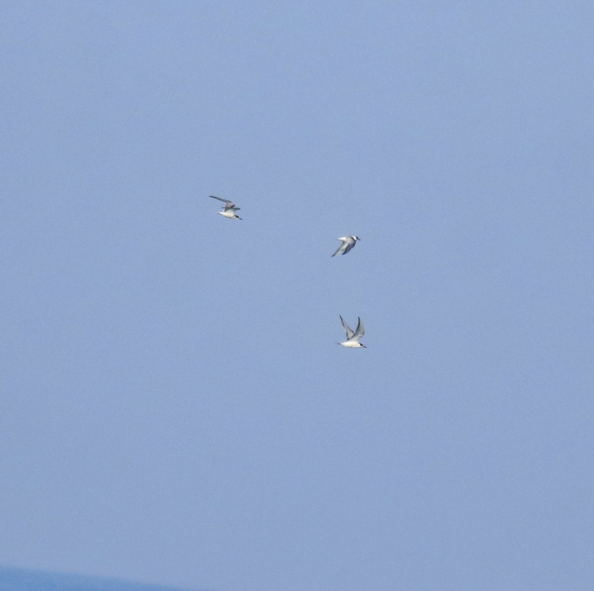 páv korunkatý - ML646349896