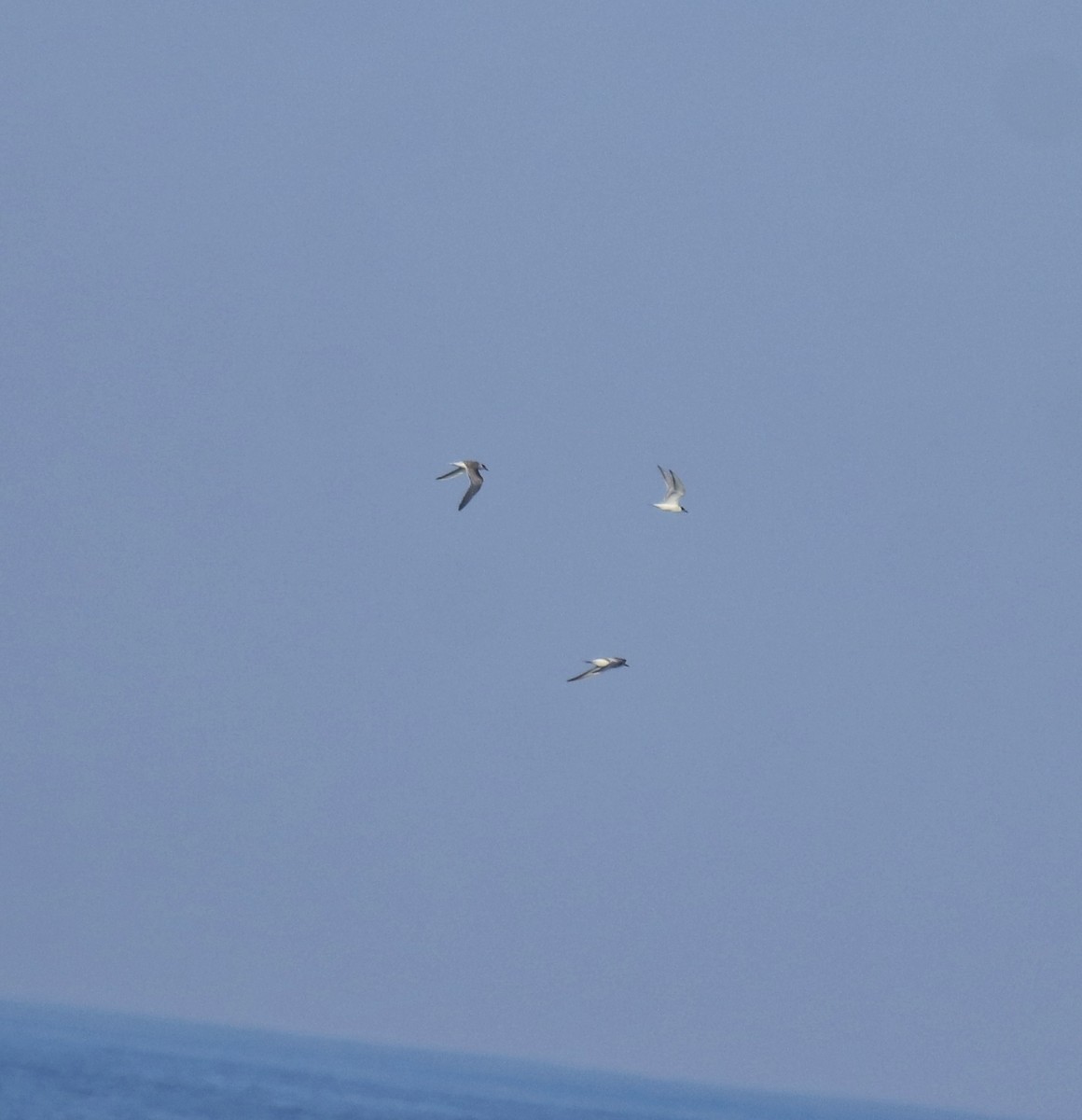 páv korunkatý - ML646349897