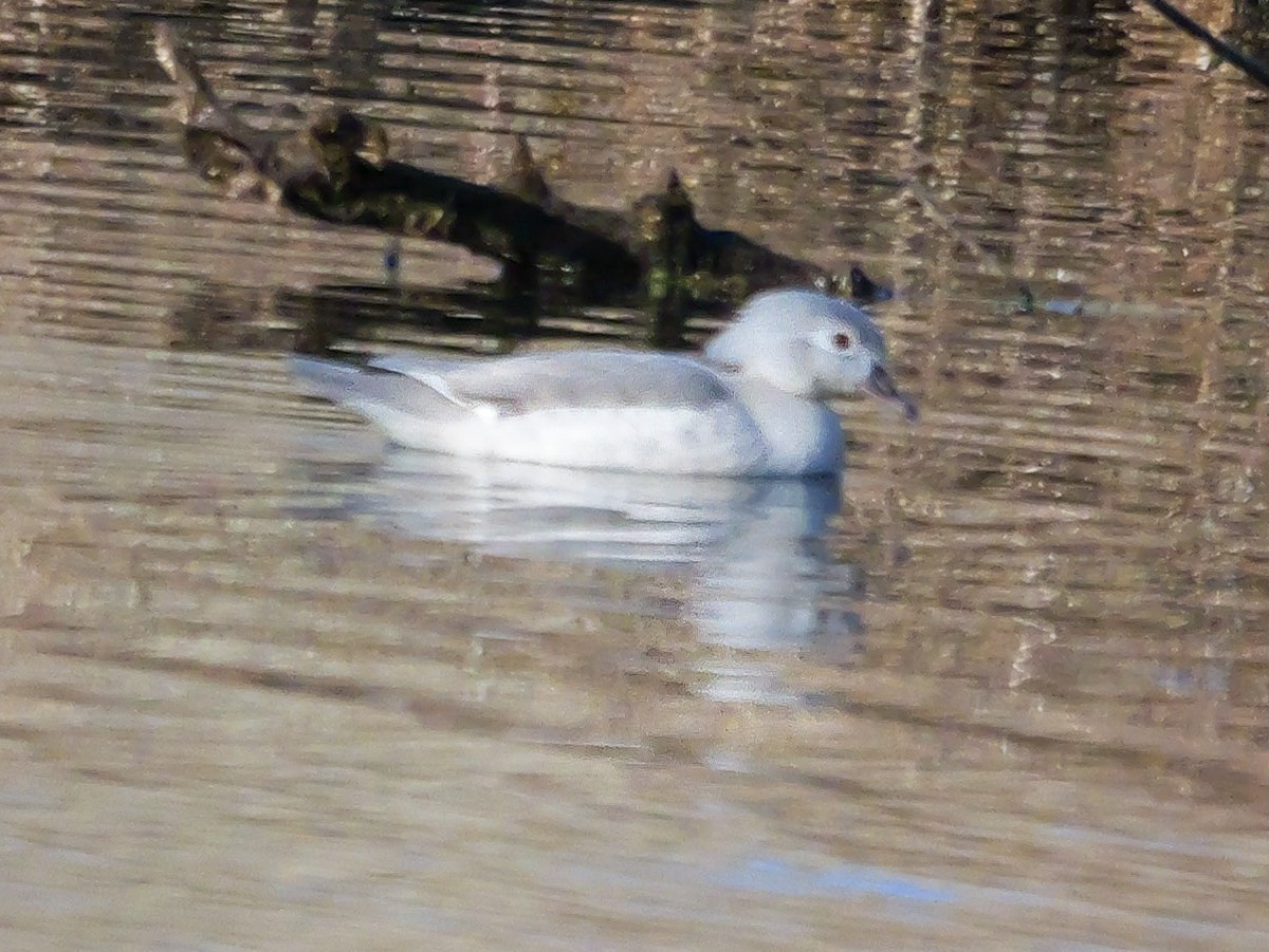 kachnička karolínská - ML646349899