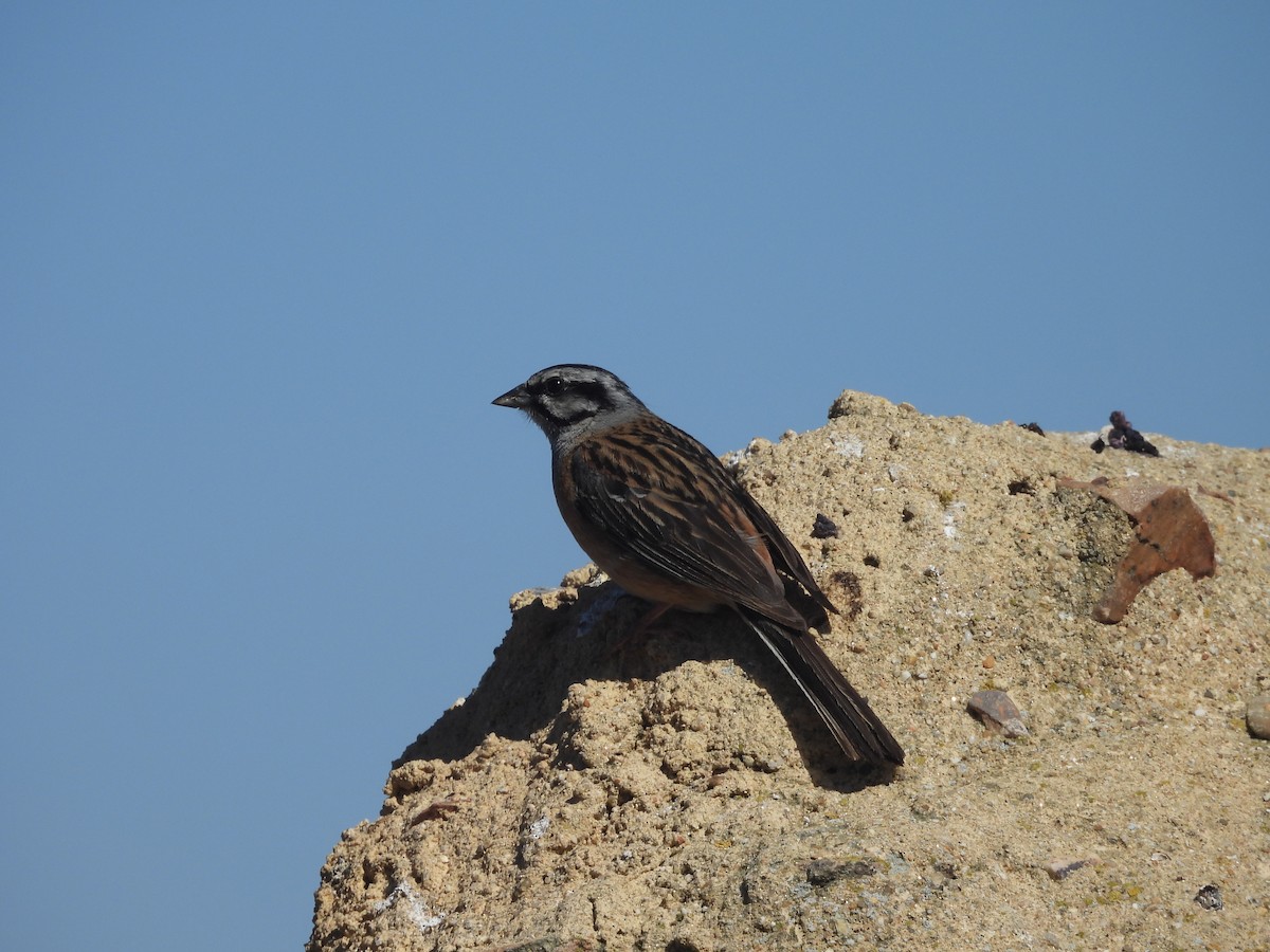 strnad viničný - ML646349901