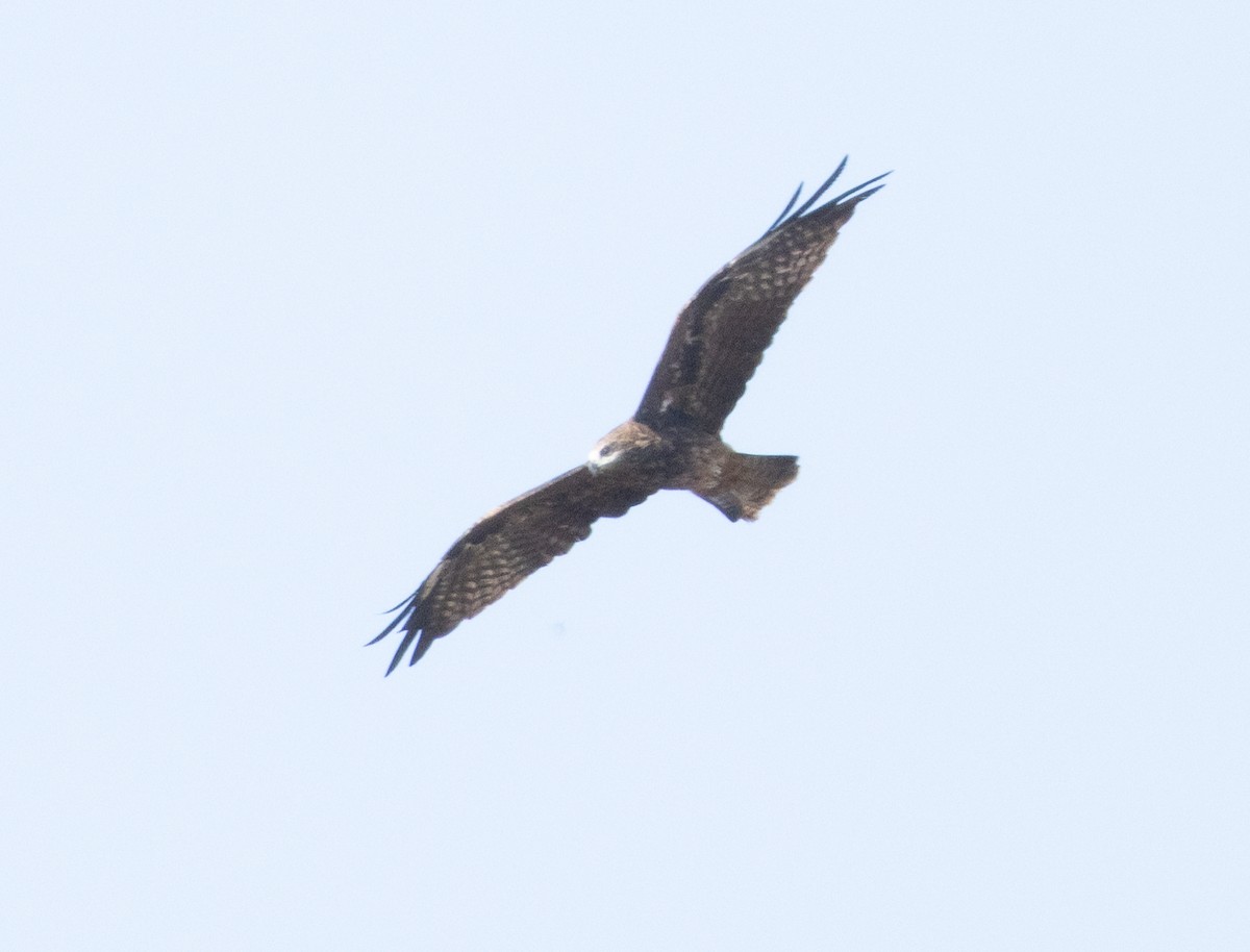 luňák hnědý - ML646349902