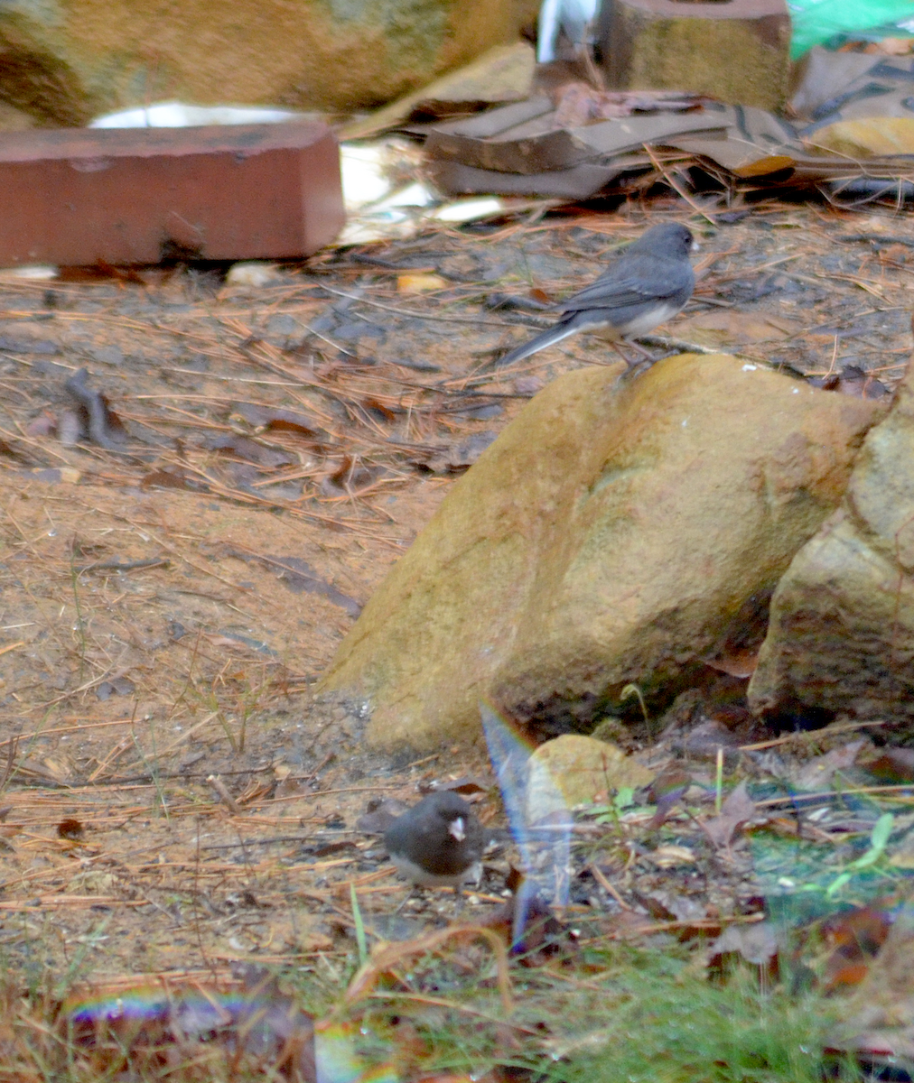 Dark-eyed Junco - ML646349905