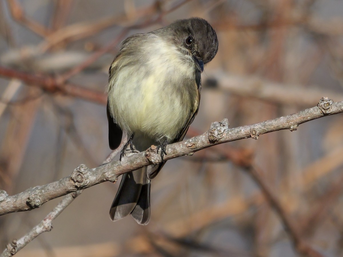 Eastern Phoebe - ML646349907