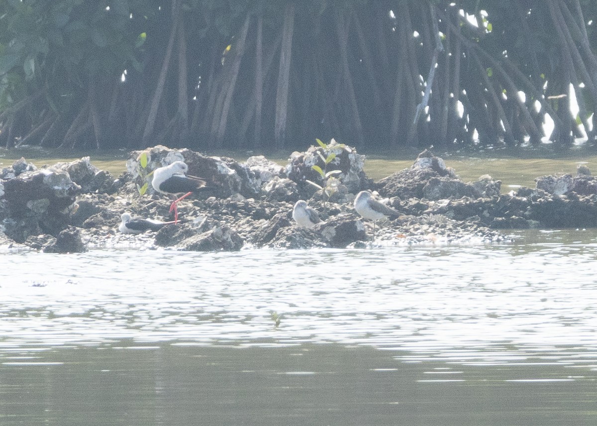 Zankaluze eurasiarra - ML646349908