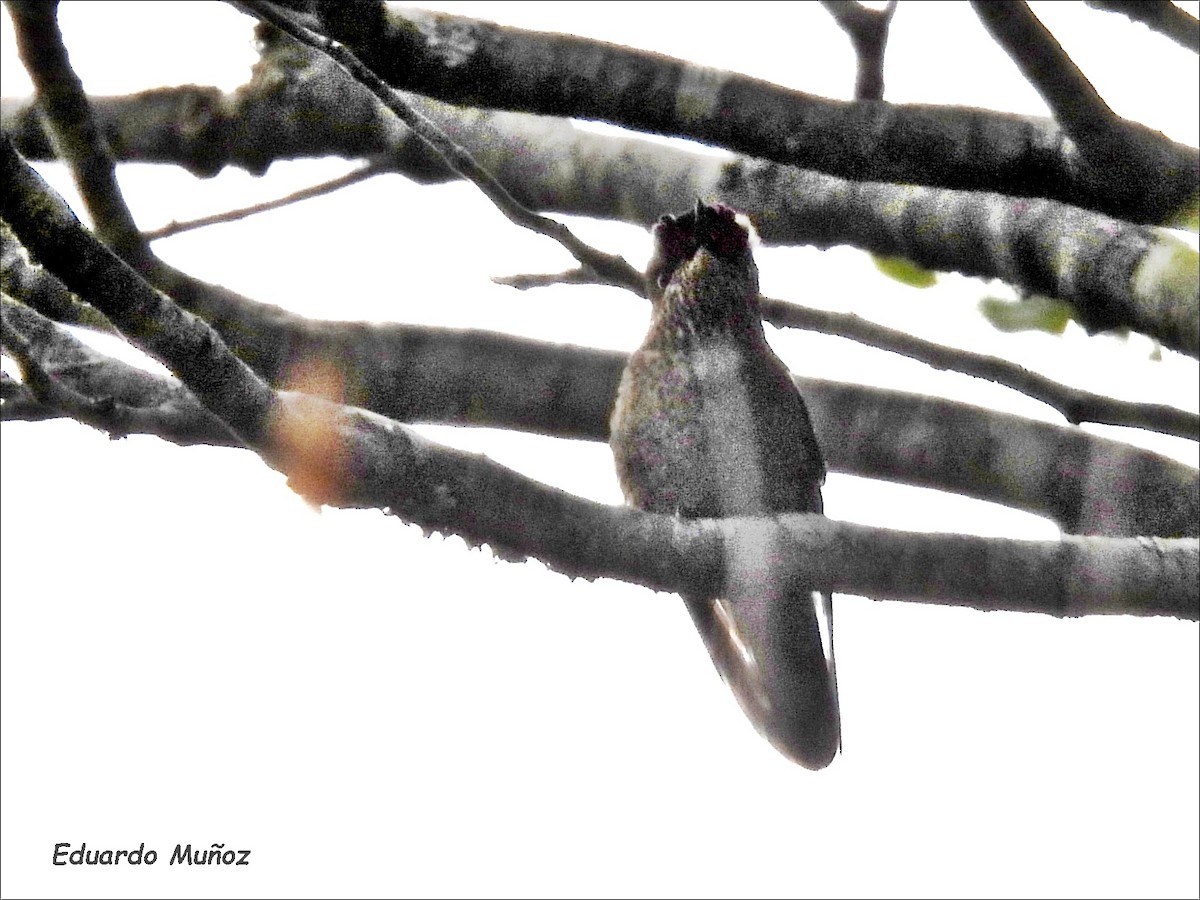 Green-backed Firecrown - ML646349910