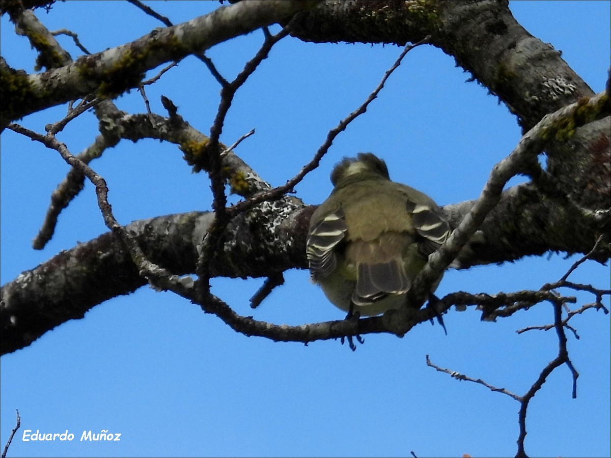 White-crested Elaenia - ML646349914