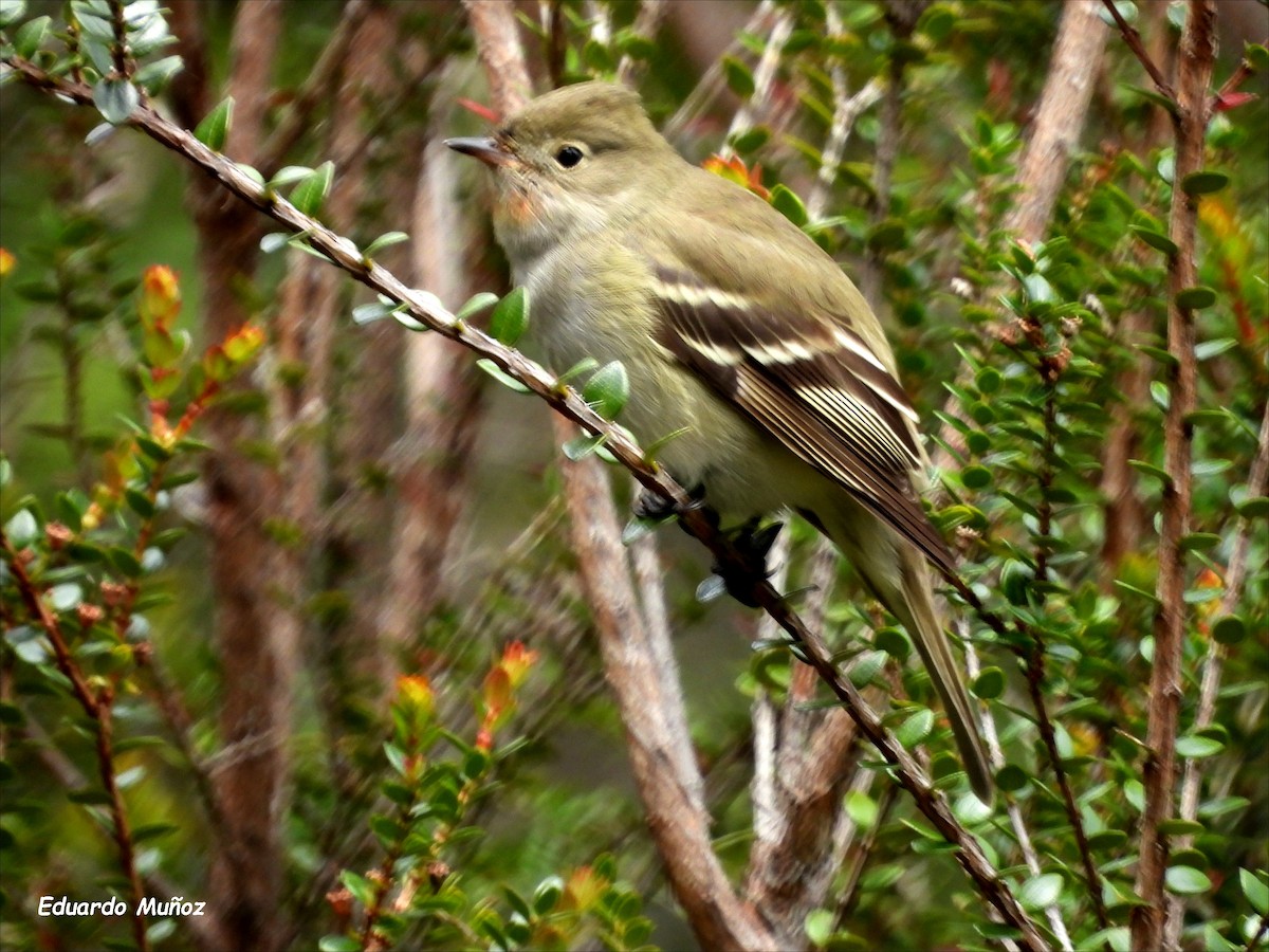 White-crested Elaenia - ML646349915