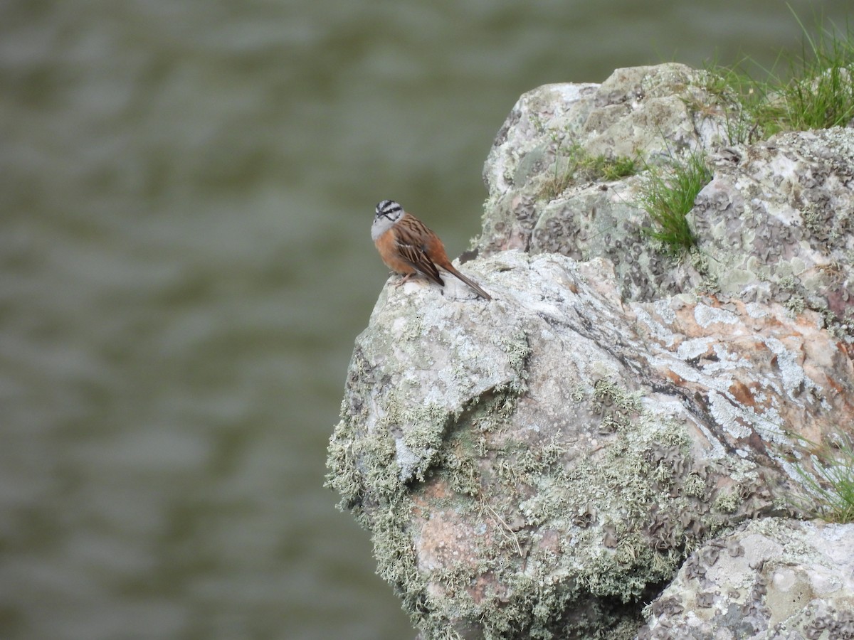 גיבתון סלעים - ML646349916