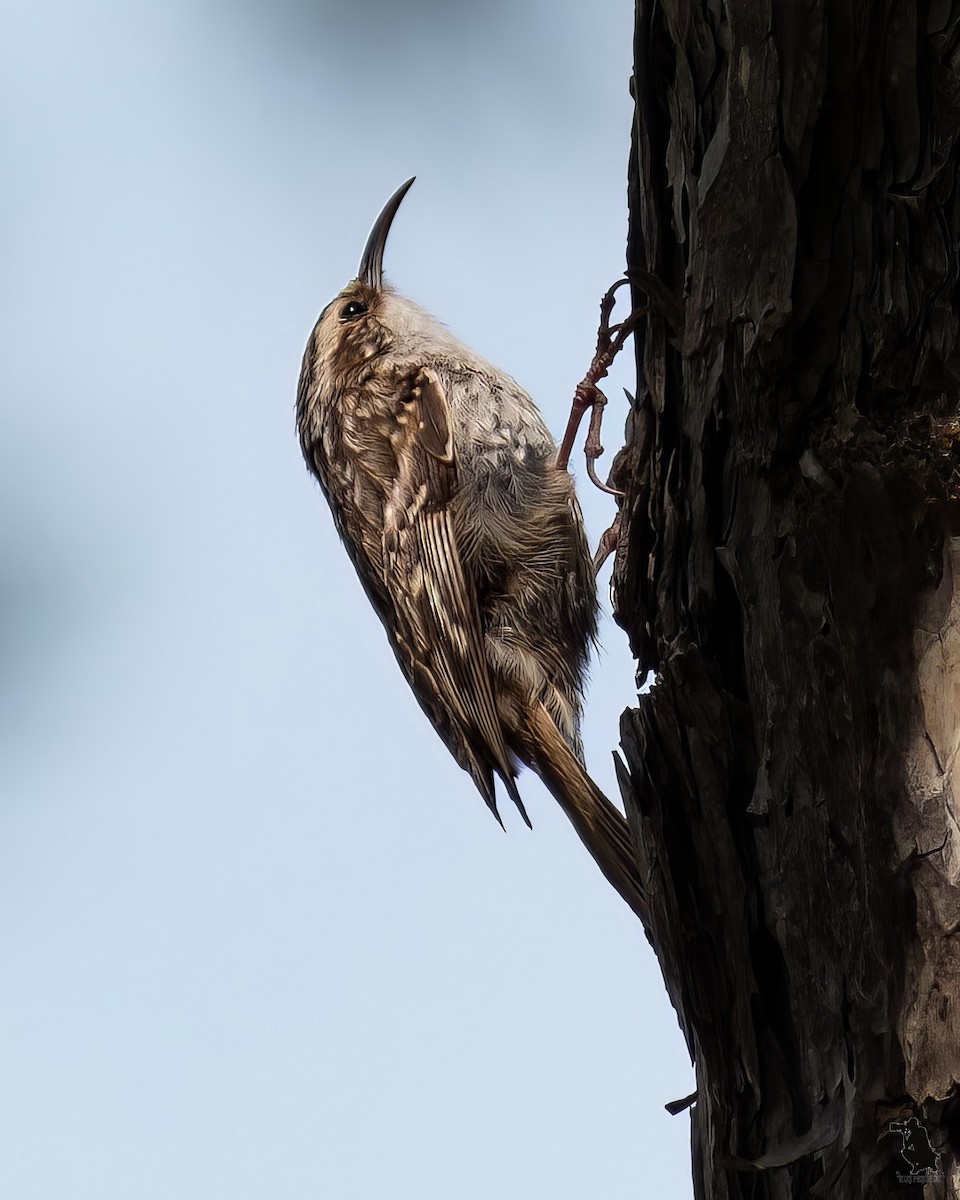 טפס-עצים קצר-אצבעות - ML646349919