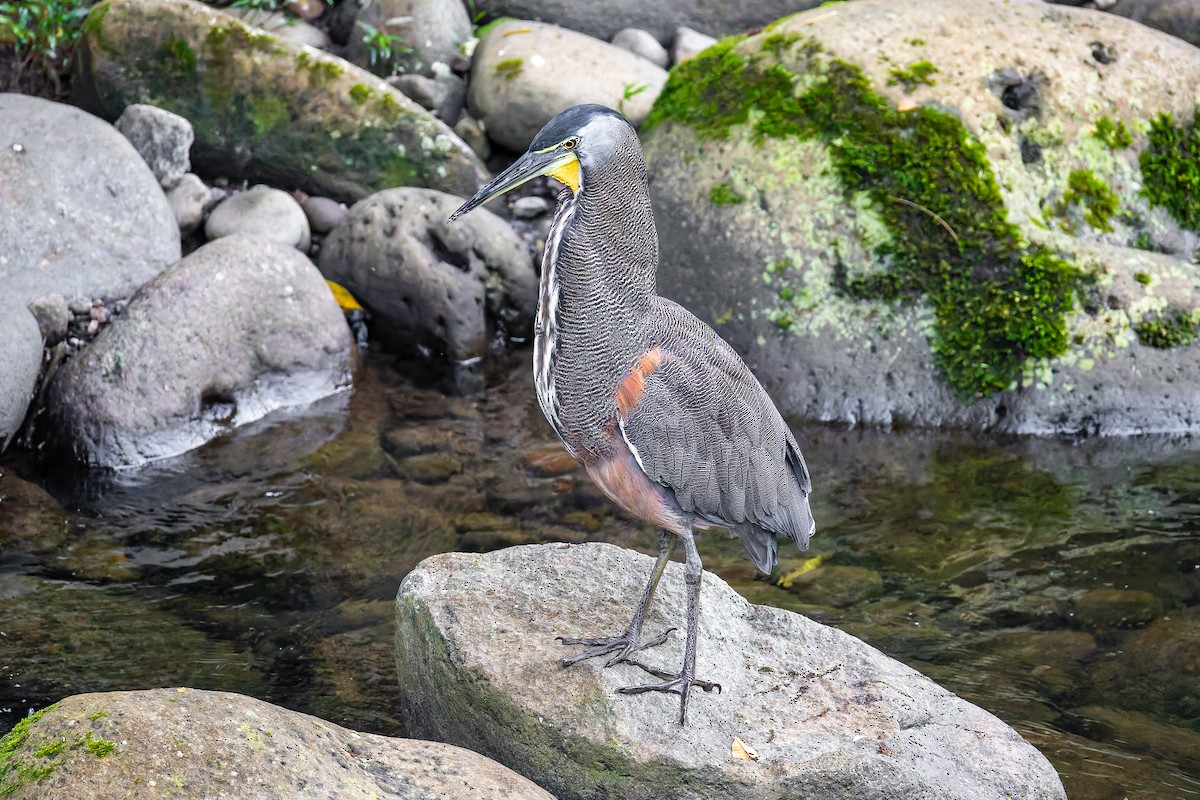 Bare-throated Tiger-Heron - ML646349920