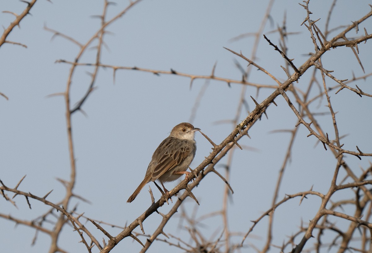 Rattling Cisticola - ML646349922