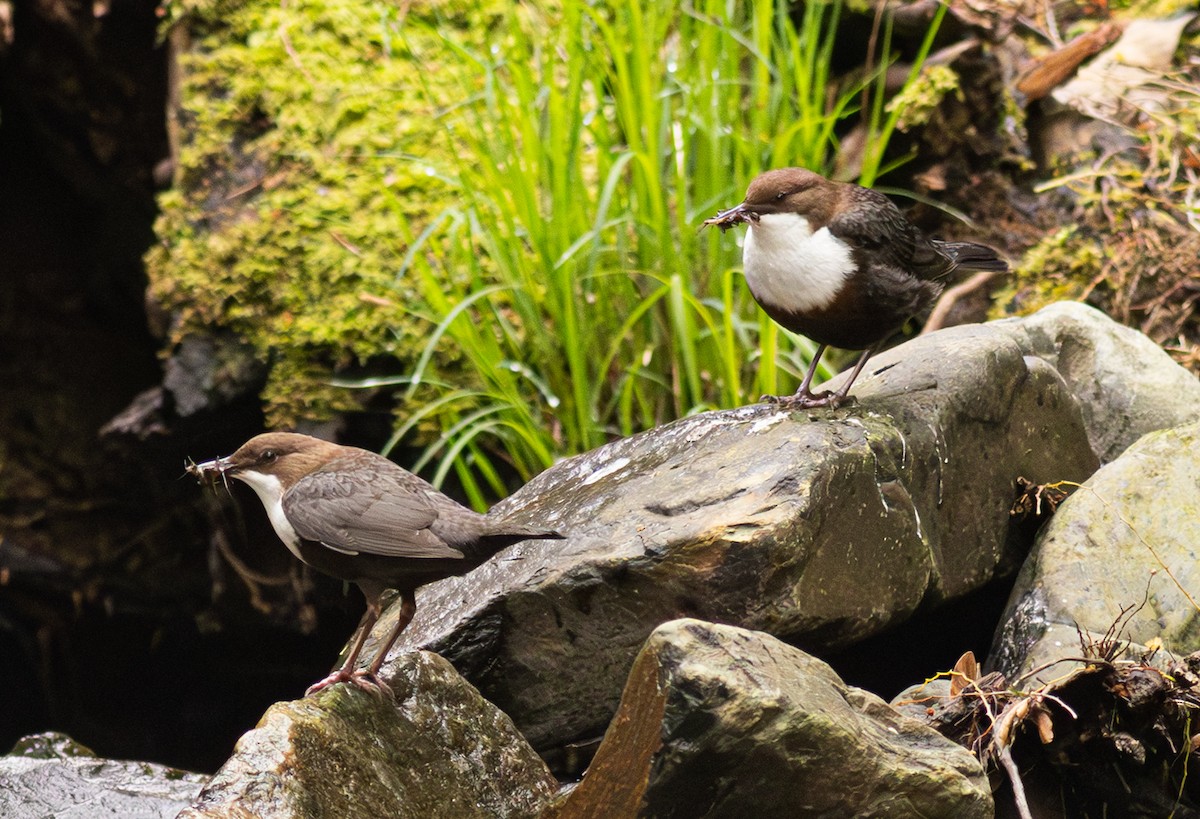 אמודאי הנחלים - ML646349924