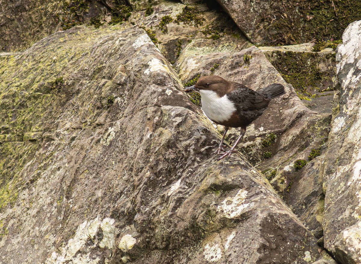 אמודאי הנחלים - ML646349925