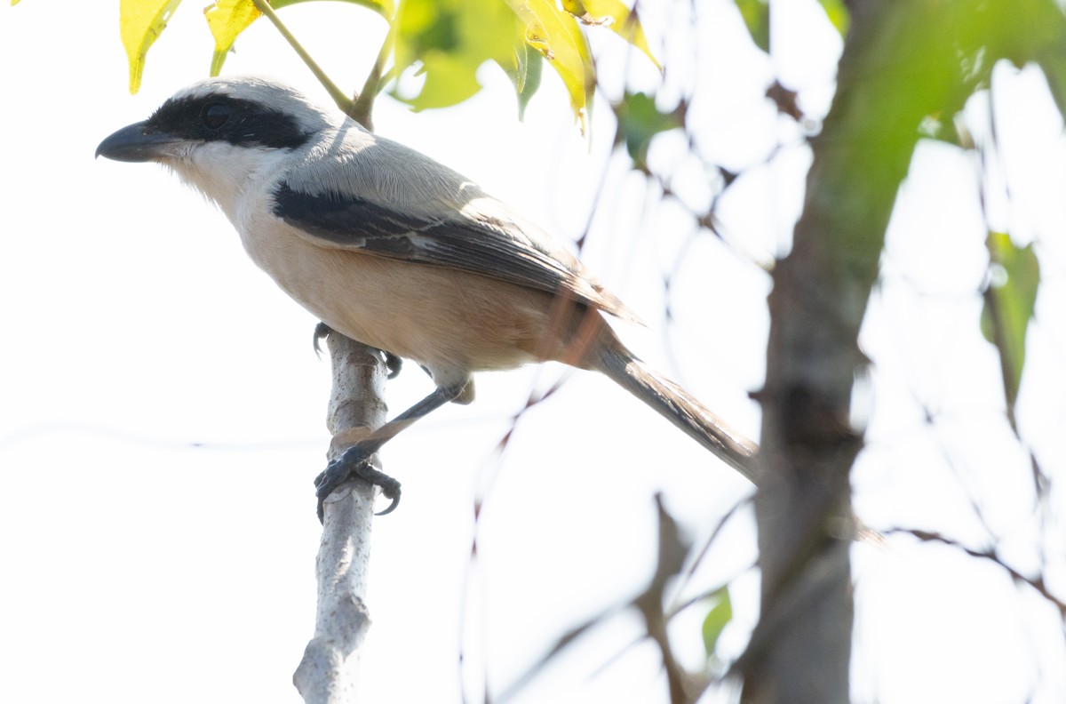 חנקן חלוד-גב - ML646349926