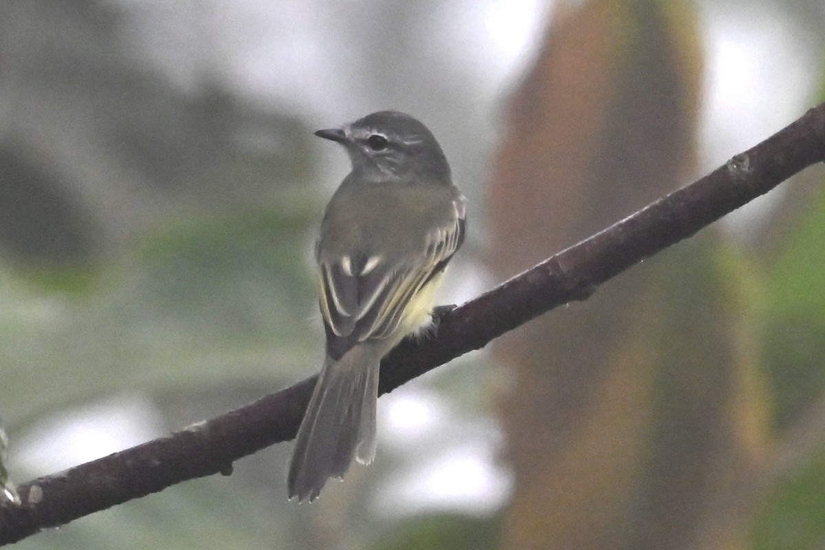 Greenish Elaenia - ML646349927