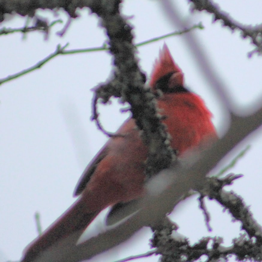 קרדינל צפוני - ML646349928
