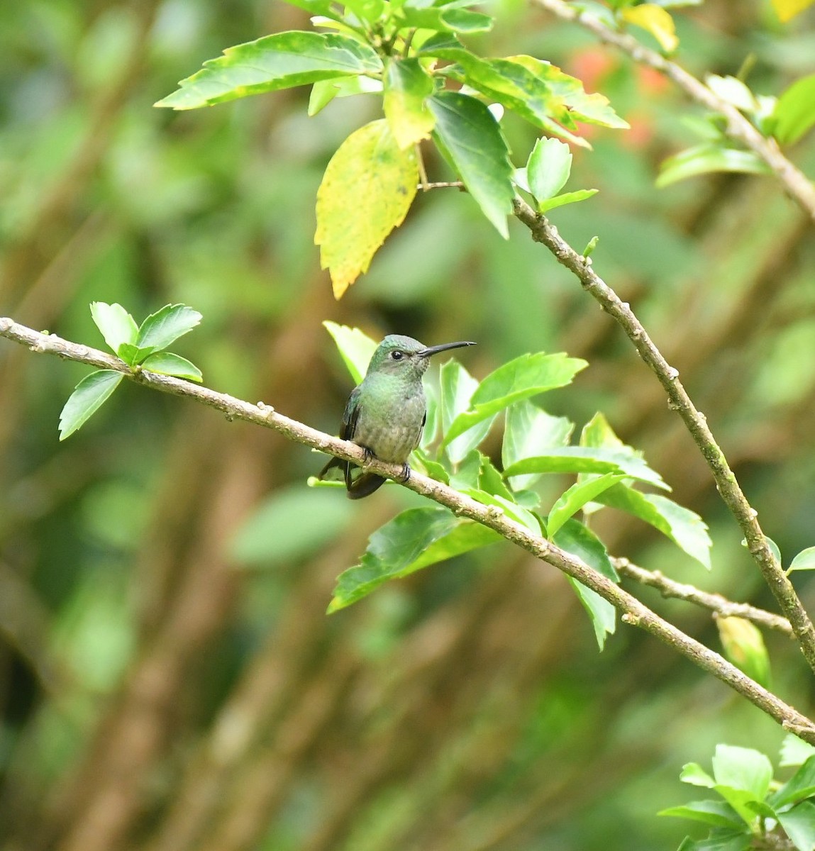 Scaly-breasted Hummingbird - ML646349929