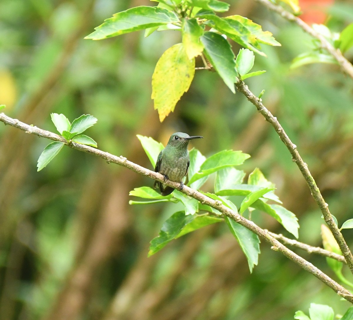 Scaly-breasted Hummingbird - ML646349930