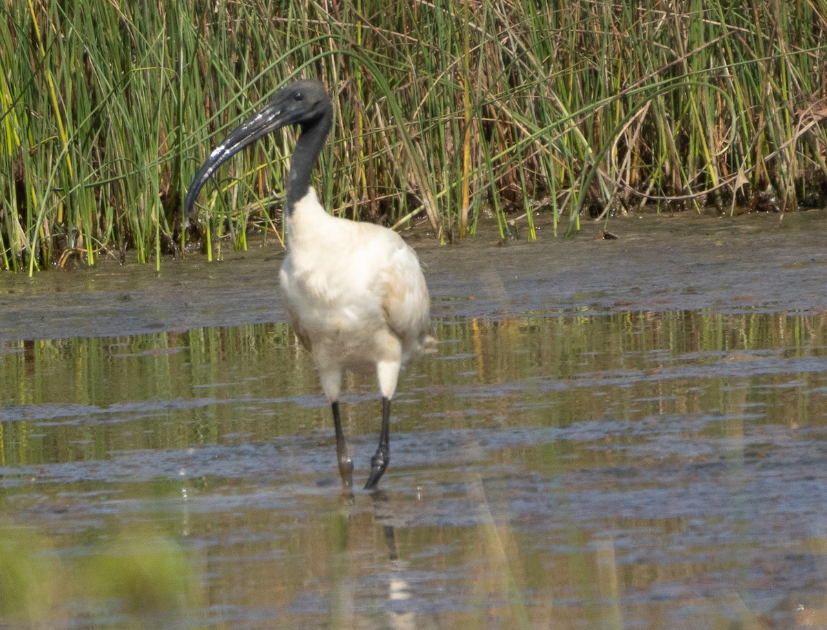 Black-headed Ibis - ML646349932