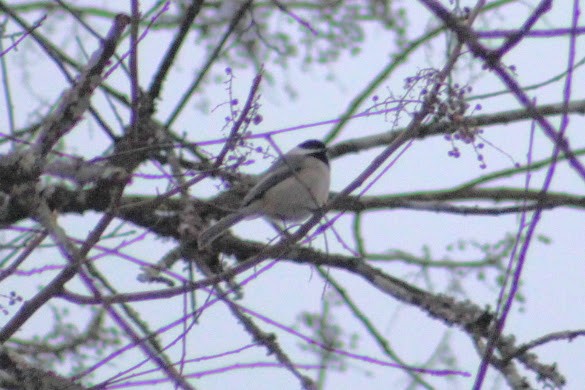 Black-capped Chickadee - ML646349933