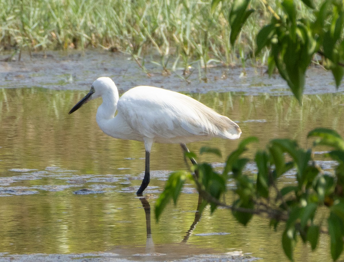 לבנית קטנה - ML646349934