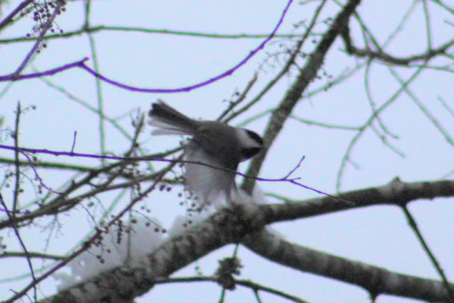 Black-capped Chickadee - ML646349935