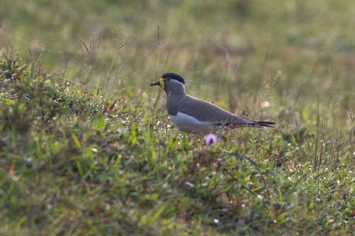 קיווית צהובת-שפם - ML646349936