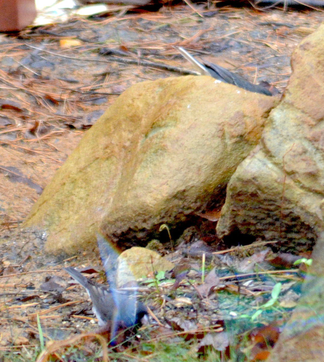 Dark-eyed Junco - ML646349939