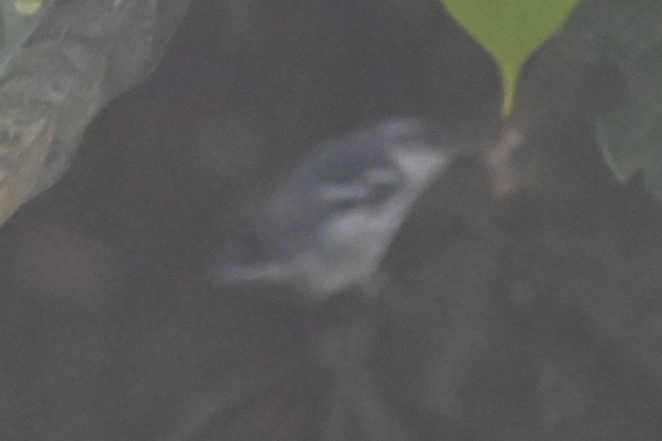 סבכון תכלכל - ML646349940