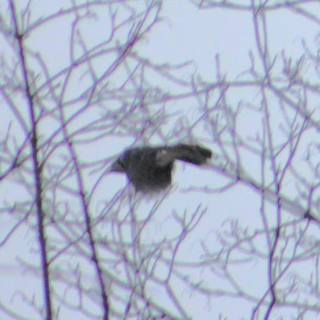 Blue Jay - ML646349941