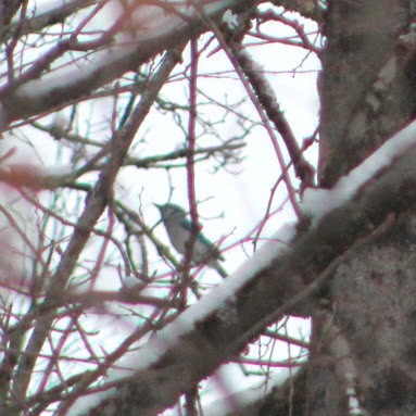 Blue Jay - ML646349942