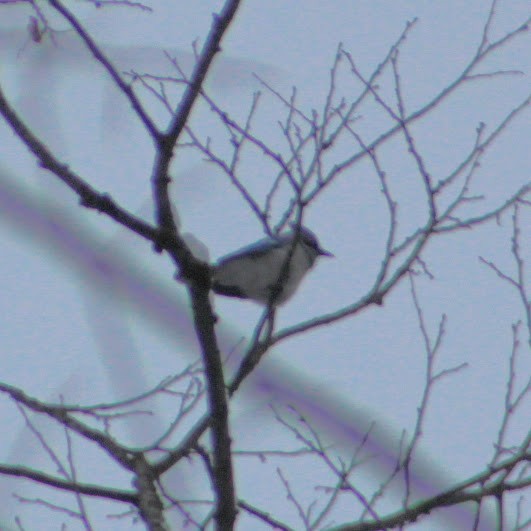 Blue Jay - ML646349943