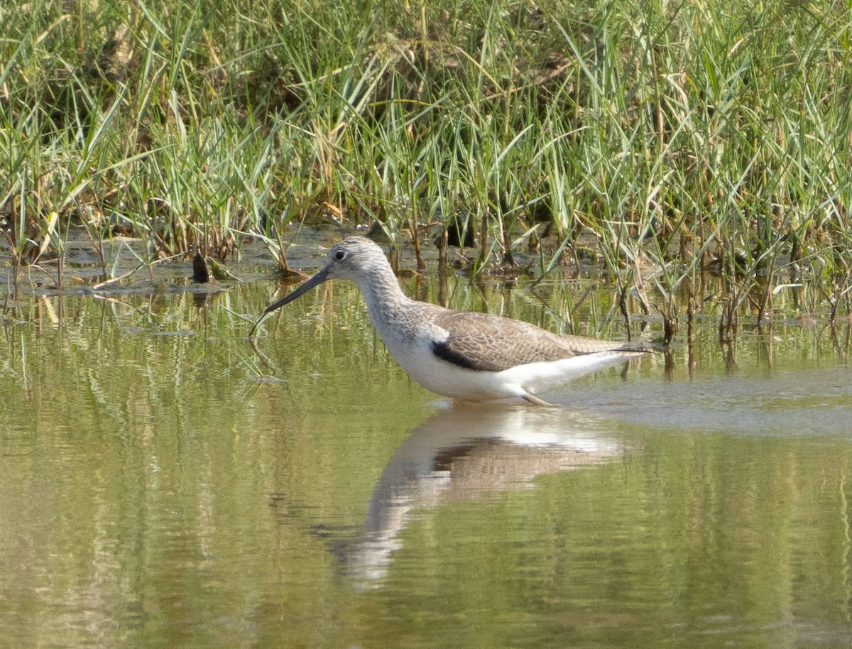 ביצנית ירוקת-רגל - ML646349949