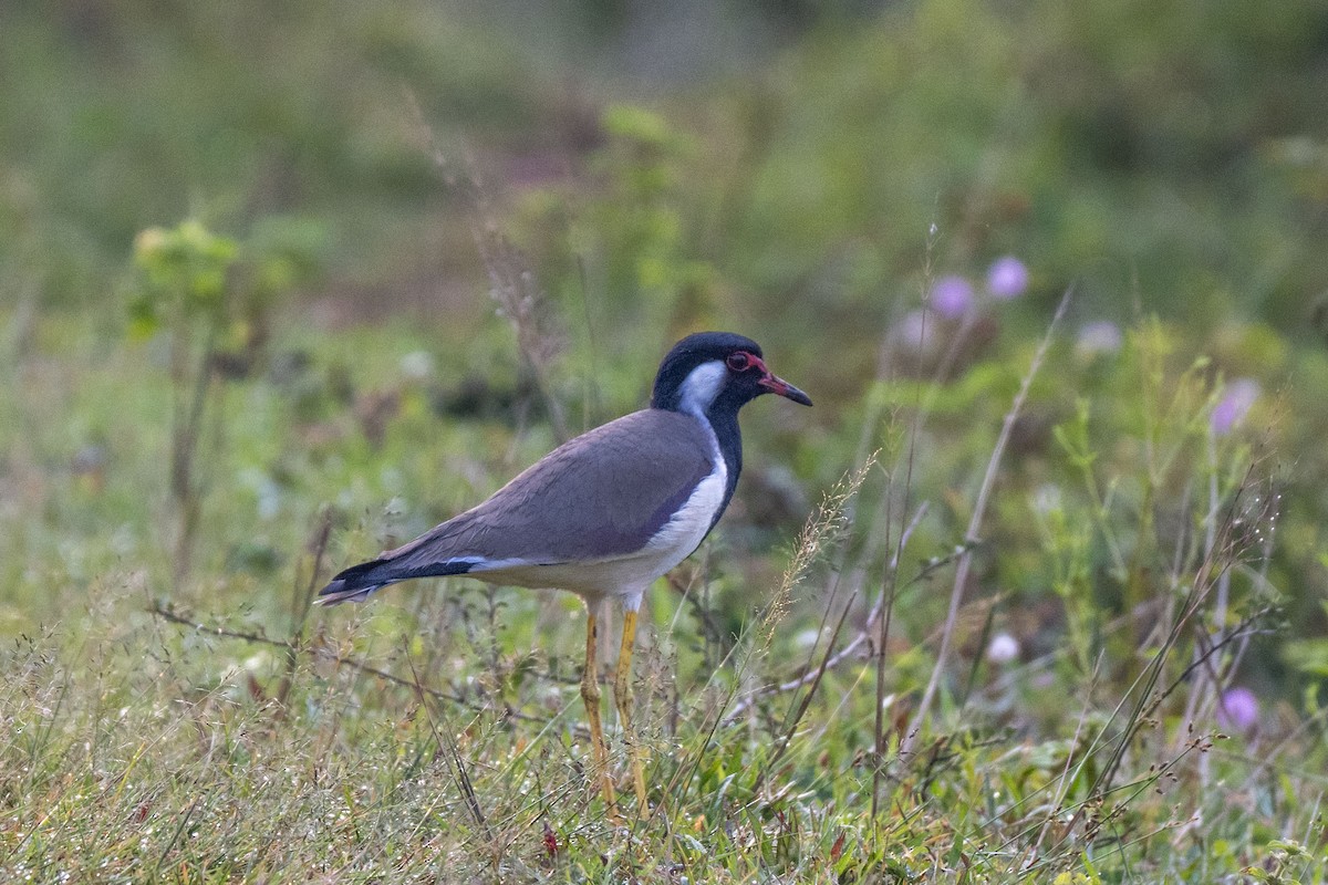 קיווית אדומת-משקפיים - ML646349951