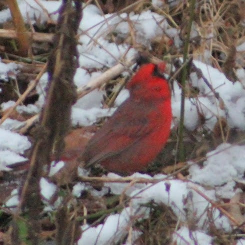 קרדינל צפוני - ML646349952