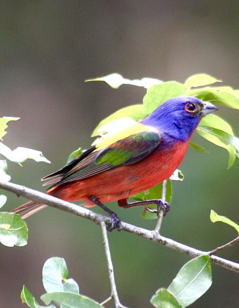 Painted Bunting - ML646349953