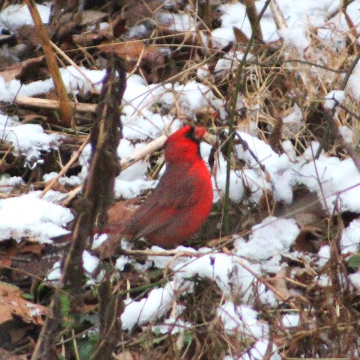 קרדינל צפוני - ML646349954