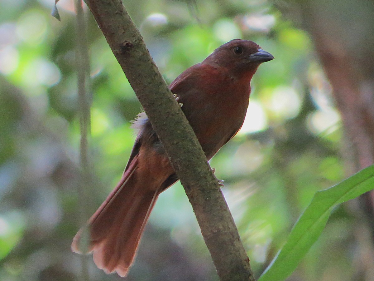 Red-crowned Ant-Tanager - ML646349961
