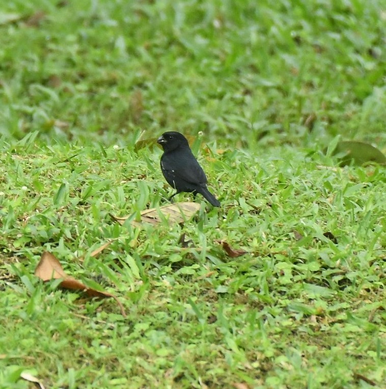 Variable Seedeater - ML646349962
