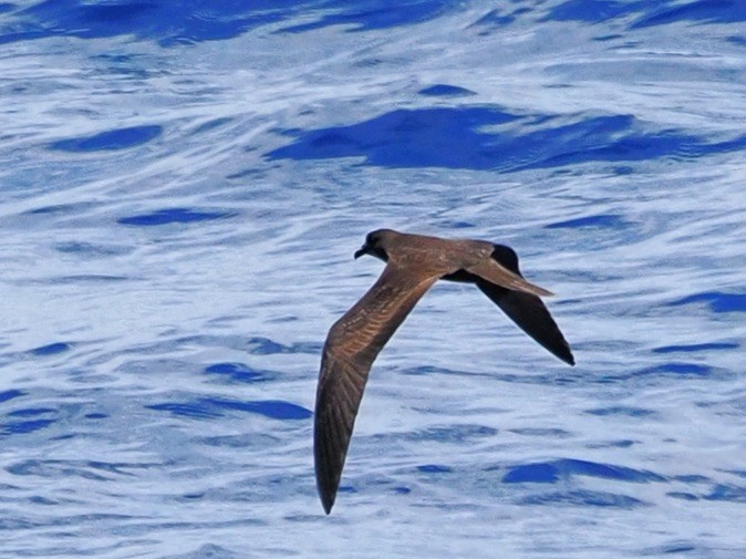 spisstjertpetrell - ML646349964