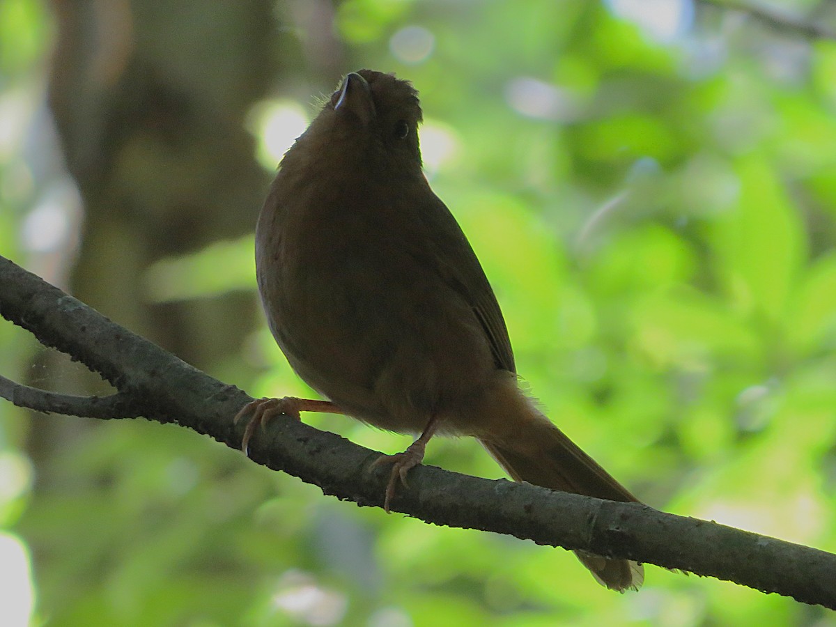 Red-crowned Ant-Tanager - ML646349966