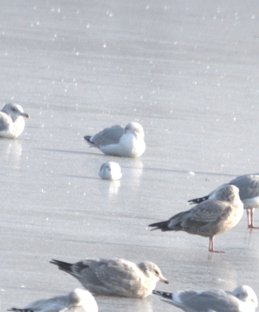 Bonaparte's Gull - ML646349968