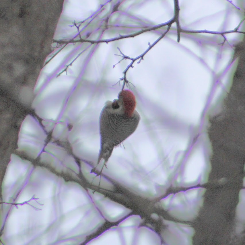 Pic à ventre roux - ML646349969