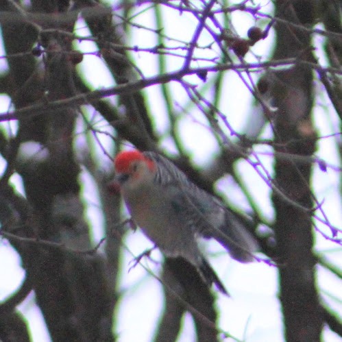 Pic à ventre roux - ML646349970