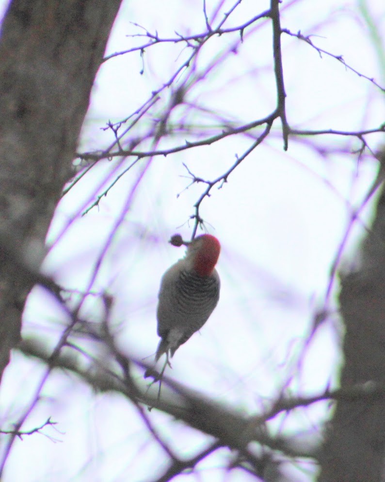 Pic à ventre roux - ML646349971