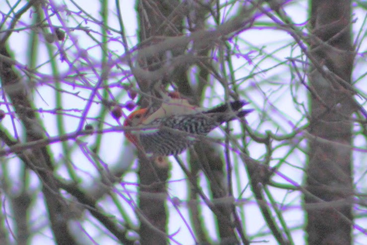 Pic à ventre roux - ML646349972