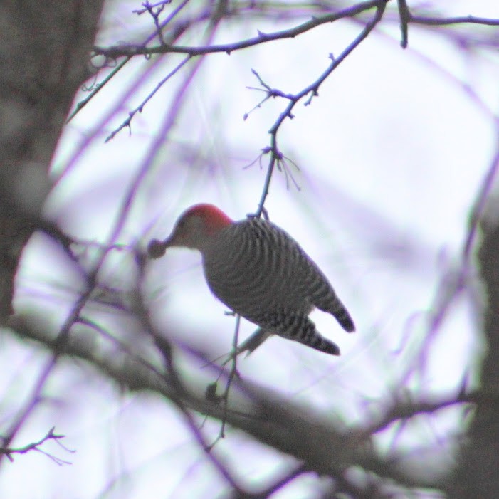 Pic à ventre roux - ML646349974